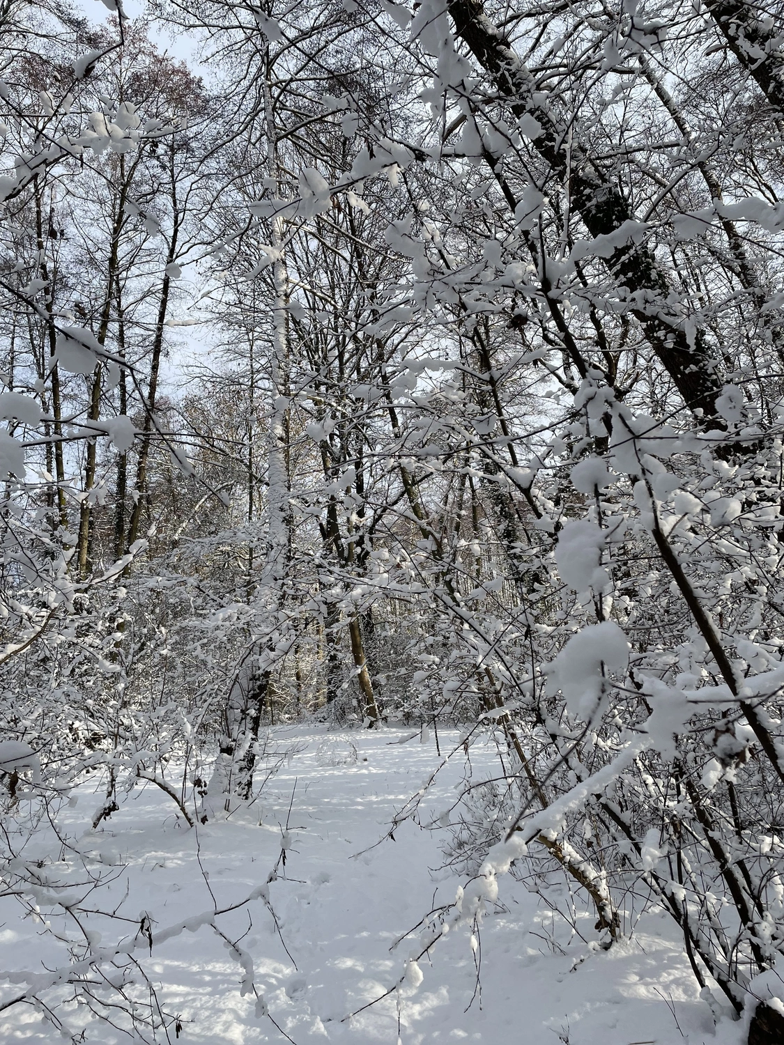 Nichelmühle - Eventlocation - schneebedeckter Baum